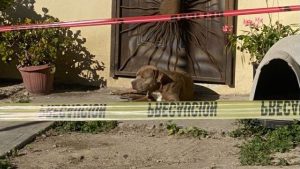 Read more about the article Heartbreaking Image Shows Dog Patiently Waiting Outside Murdered Mexican Journalists Home
